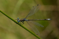David Plant Photography - Wildlife Photography - Scarce emerald damselfly - D
